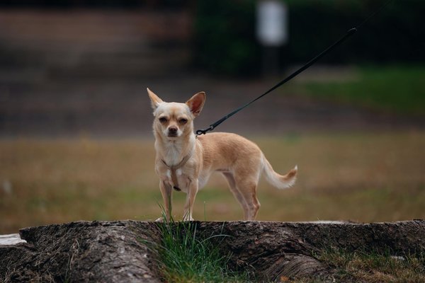 Croquettes chien senior : nutrition optimale pour la santé des seniors