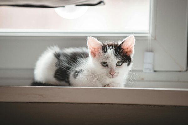 Les nourritures incontournables pour crevettes d'aquarium