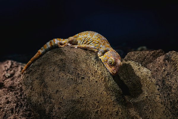 Comment identifier et prévenir l'ostéodystrophie nutritionnelle chez les geckos?