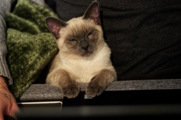 Comment gérer les miaulements matinaux insistants d'un chat de race Siamese?