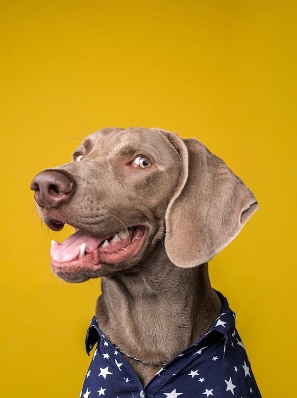 Quels sont les meilleurs exercices pour améliorer la concentration d'un chien de race Weimaraner?