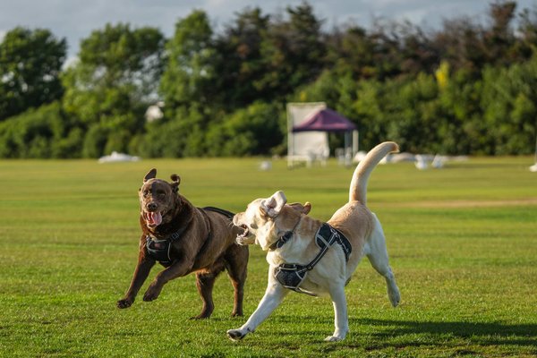 Fabriquant d'équipements pour sport canin : innovations et écologie